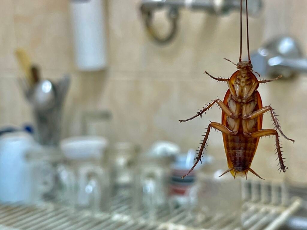 Cockroach Control Service