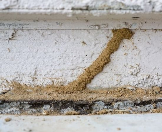 Termites identifying