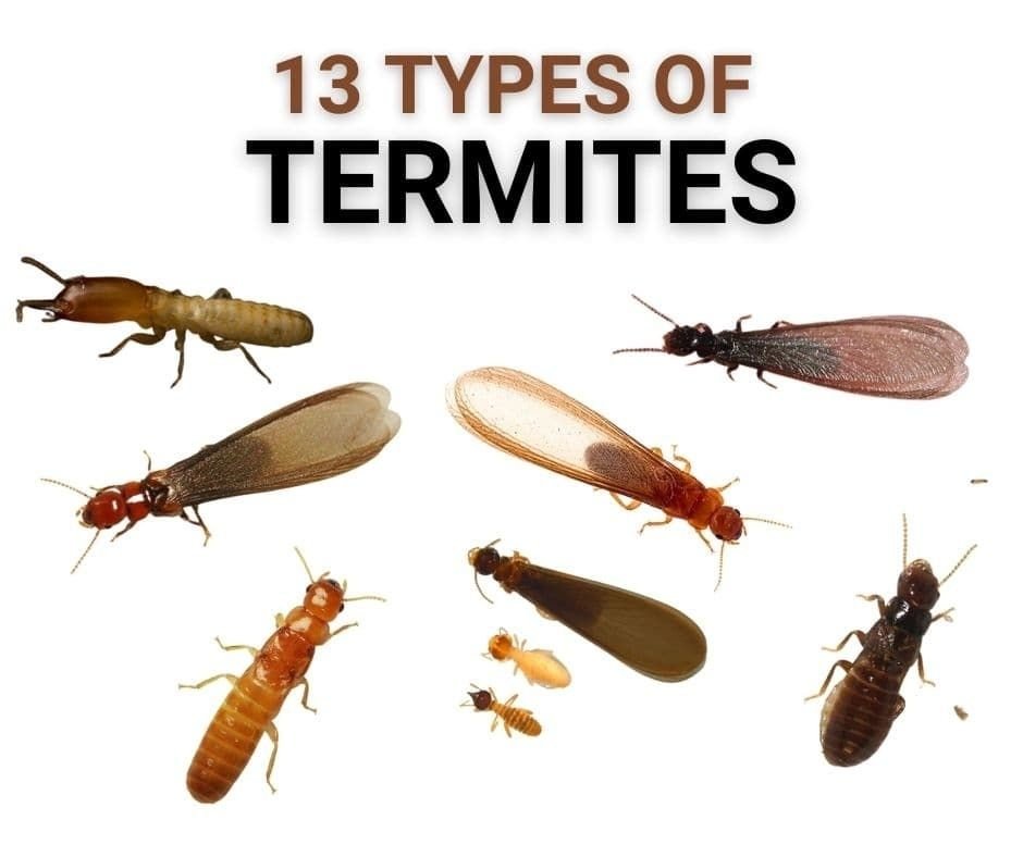 Type of Termites