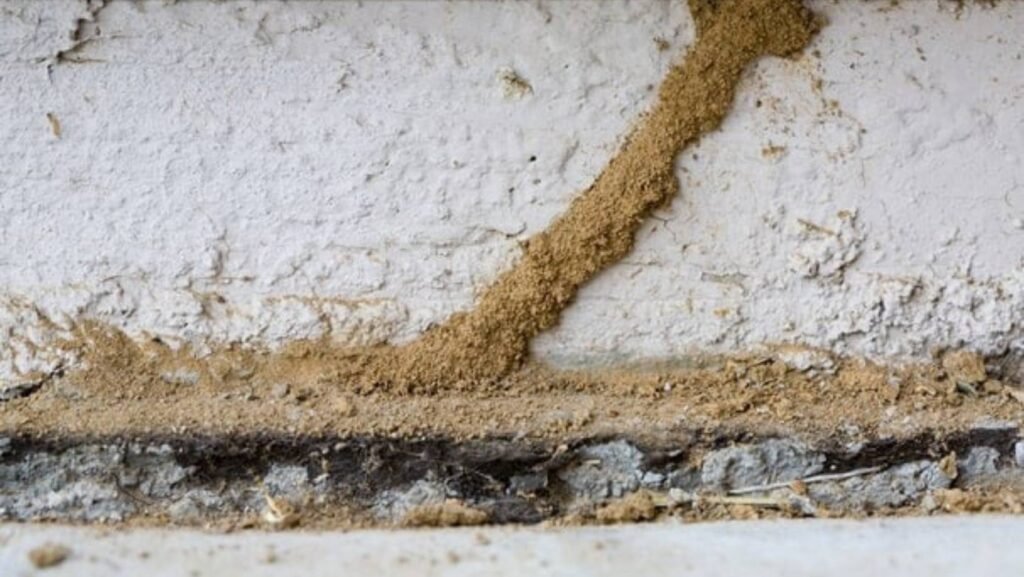 Identifying Termite-Affected Areas: Insights from Termite Control Technicians