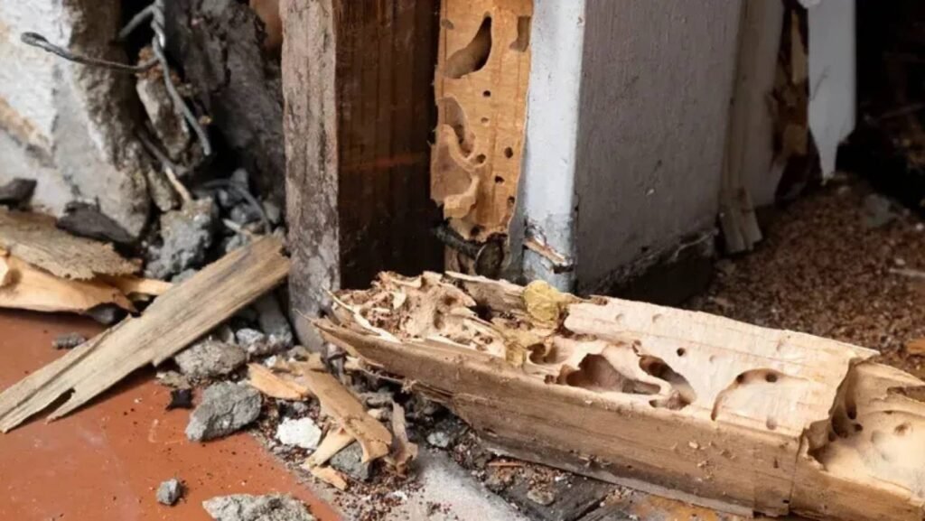 Affected by Termite