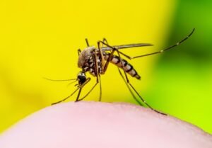 How to Get Rid of Mosquitoes