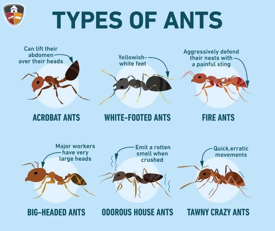 Types of ants we control