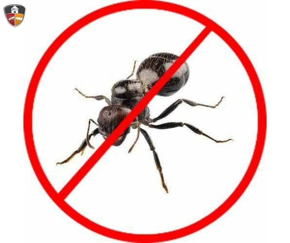 No ants at your home