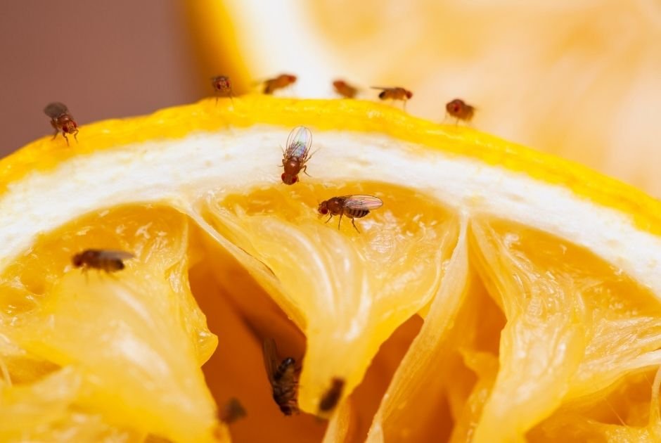 How to Get Rid of Flies at Home
