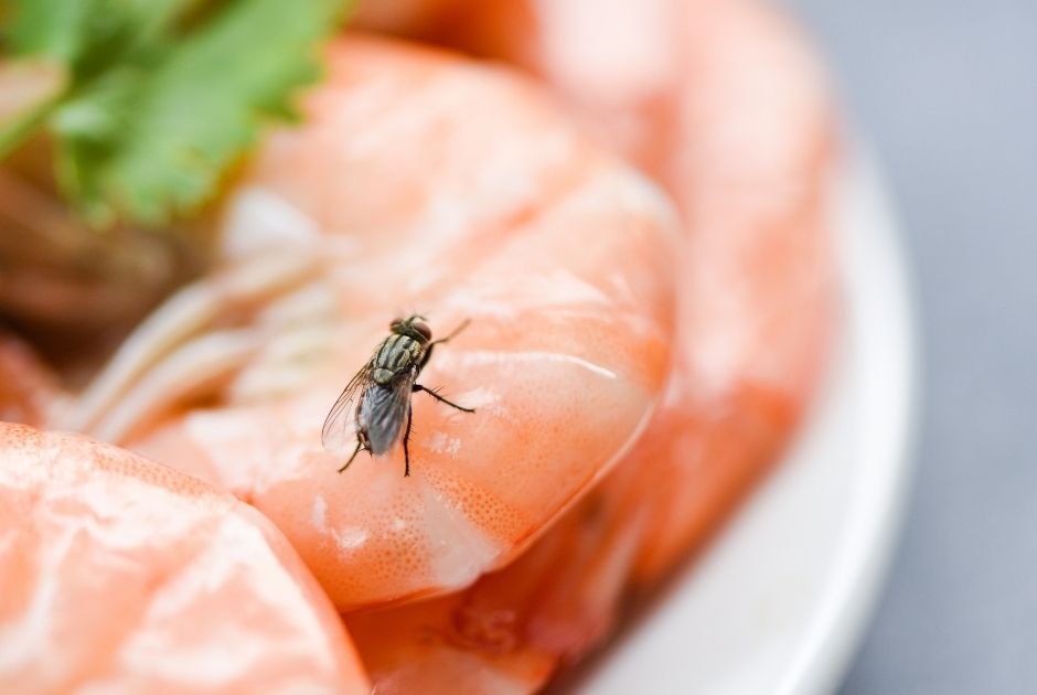 How to Get Rid of Flies at Home