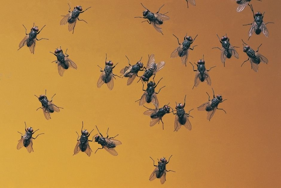 Flies Control Service in Dhaka