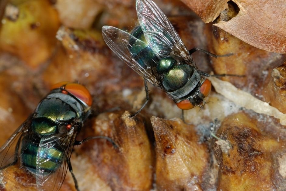 How to Get Rid of Flies at Home
