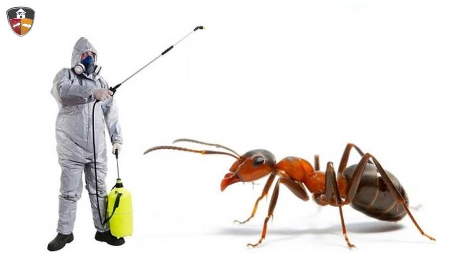 Ant removal technician