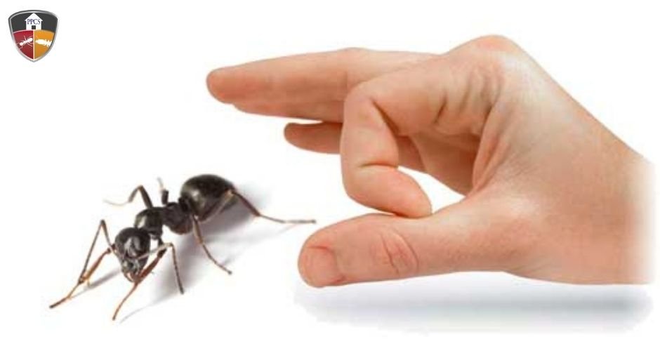 Ant removal