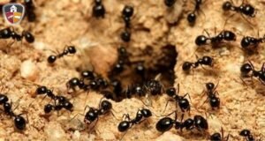 Signs of an Ant Infestation, Ant pest control Remedy for Dhaka