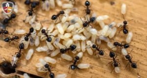 Signs of an Ant Infestation, Ant pest control Remedy for Bangladesh