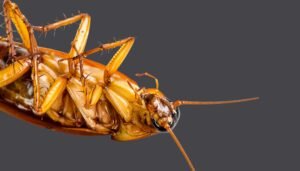 How To Get Rid Of Cockroaches?