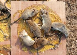 Rodent Control Service in Sirajganj