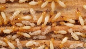 How to Get Rid of Termites at Home in BD