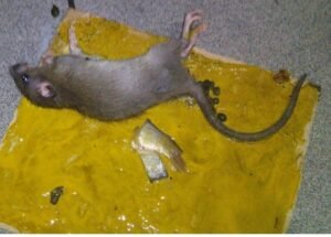 How to Get Rid of Rats