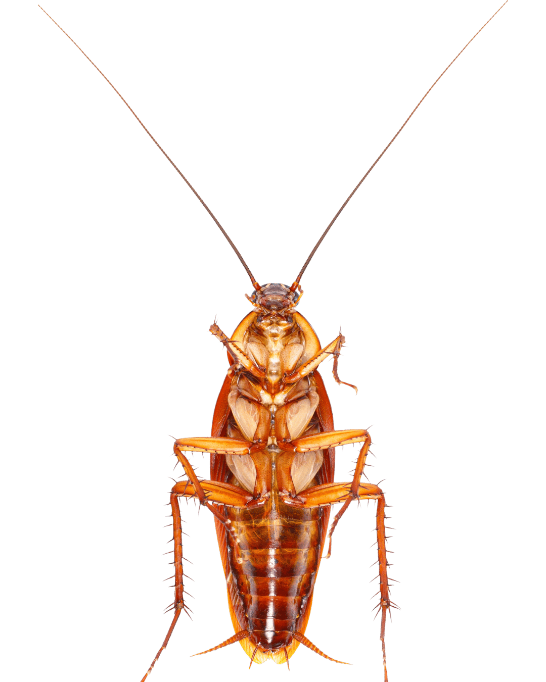 Best Cockroach control services in Chittagong