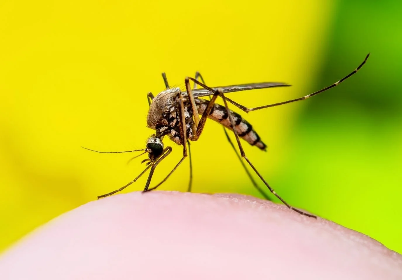How to Get Rid of Mosquitoes