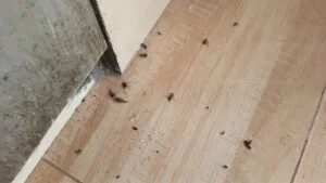 Why Do Pests Infest Homes and Offices?